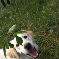 Golden Retriever, Köpek  CAPPY fotoğrafı