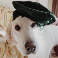 Golden Retriever, Köpek  CAPPY fotoğrafı