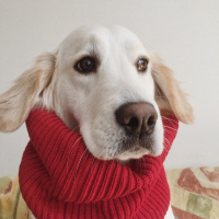 Golden Retriever, Köpek  CAPPY fotoğrafı