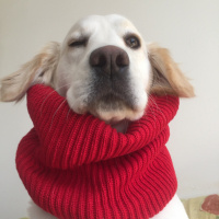 Golden Retriever, Köpek  CAPPY fotoğrafı