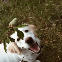 Golden Retriever, Köpek  CAPPY fotoğrafı