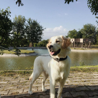 Golden Retriever, Köpek  CAPPY fotoğrafı
