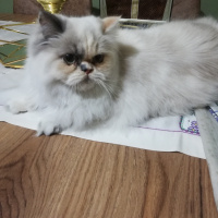 Chinchilla, Kedi  Cookie fotoğrafı