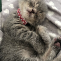 British Shorthair, Kedi  Şapşik fotoğrafı