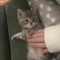 British Shorthair, Kedi  Şapşik fotoğrafı