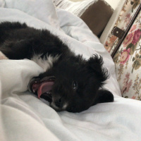 Maltese, Köpek  İnu fotoğrafı