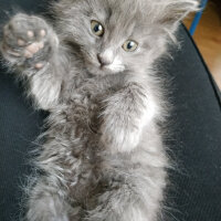 Nebelung, Kedi  Şifa fotoğrafı