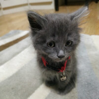 Nebelung, Kedi  Şifa fotoğrafı