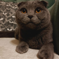 British Shorthair, Kedi  Çakıl fotoğrafı
