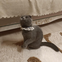British Shorthair, Kedi  Çakıl fotoğrafı
