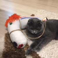 British Shorthair, Kedi  Çakıl fotoğrafı