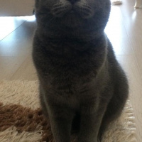 British Shorthair, Kedi  Çakıl fotoğrafı