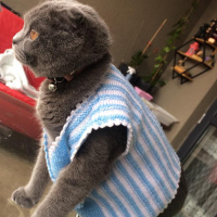 British Shorthair, Kedi  Çakıl fotoğrafı