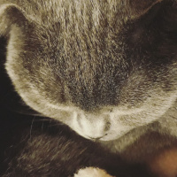 British Shorthair, Kedi  Çakıl fotoğrafı