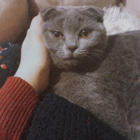 British Shorthair, Kedi  Çakıl fotoğrafı