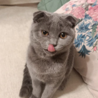 British Shorthair, Kedi  Çakıl fotoğrafı