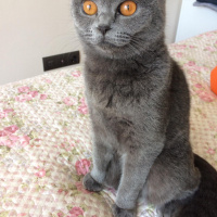 British Shorthair, Kedi  Çakıl fotoğrafı
