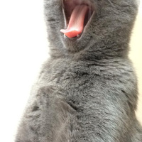 British Shorthair, Kedi  Çakıl fotoğrafı