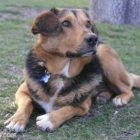 Beagle, Köpek  TARKO fotoğrafı