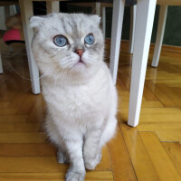 Scottish Fold, Kedi  Chanel fotoğrafı