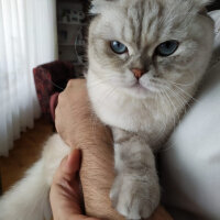 Scottish Fold, Kedi  Chanel fotoğrafı