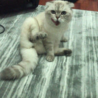 Scottish Fold, Kedi  Chanel fotoğrafı