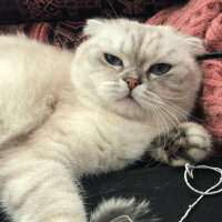 Scottish Fold, Kedi  Chanel fotoğrafı