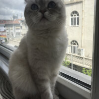 Scottish Fold, Kedi  Chanel fotoğrafı