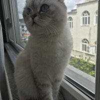 Scottish Fold, Kedi  Chanel fotoğrafı