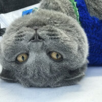 Scottish Fold, Kedi  Chanel fotoğrafı