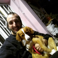 Pappilon, Köpek  Suzi fotoğrafı