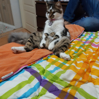 Tekir Kedi, Kedi  Behlül fotoğrafı