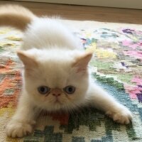 British Shorthair, Kedi  BUZ fotoğrafı