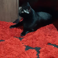 Bombay, Kedi  Umay Yörük fotoğrafı