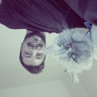 İran Kedisi (Persian), Kedi  ÇAKIL fotoğrafı