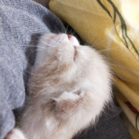 Chinchilla, Kedi  Karya fotoğrafı