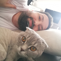 Scottish Fold, Kedi  Gümüş fotoğrafı