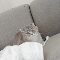 Scottish Fold, Kedi  Gümüş fotoğrafı