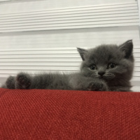 British Shorthair, Kedi  Lavinia fotoğrafı