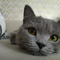 British Shorthair, Kedi  KARMEN fotoğrafı