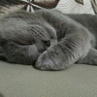 British Shorthair, Kedi  KARMEN fotoğrafı