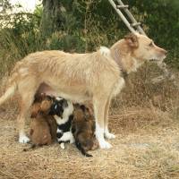 Sokö (Sokak Köpeği), Köpek  Haiku fotoğrafı