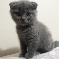 Scottish Fold, Kedi  Deny fotoğrafı