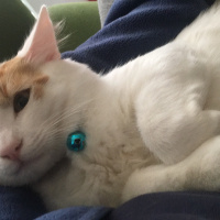 Sarman, Kedi  Mars fotoğrafı