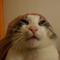 Tekir Kedi, Kedi  Mercan fotoğrafı