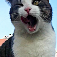 Tekir Kedi, Kedi  Mercan fotoğrafı