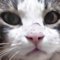 Tekir Kedi, Kedi  Mercan fotoğrafı