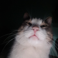 Tekir Kedi, Kedi  Mercan fotoğrafı