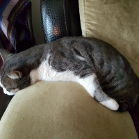 Tekir Kedi, Kedi  Mercan fotoğrafı