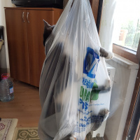 Tekir Kedi, Kedi  Mercan fotoğrafı